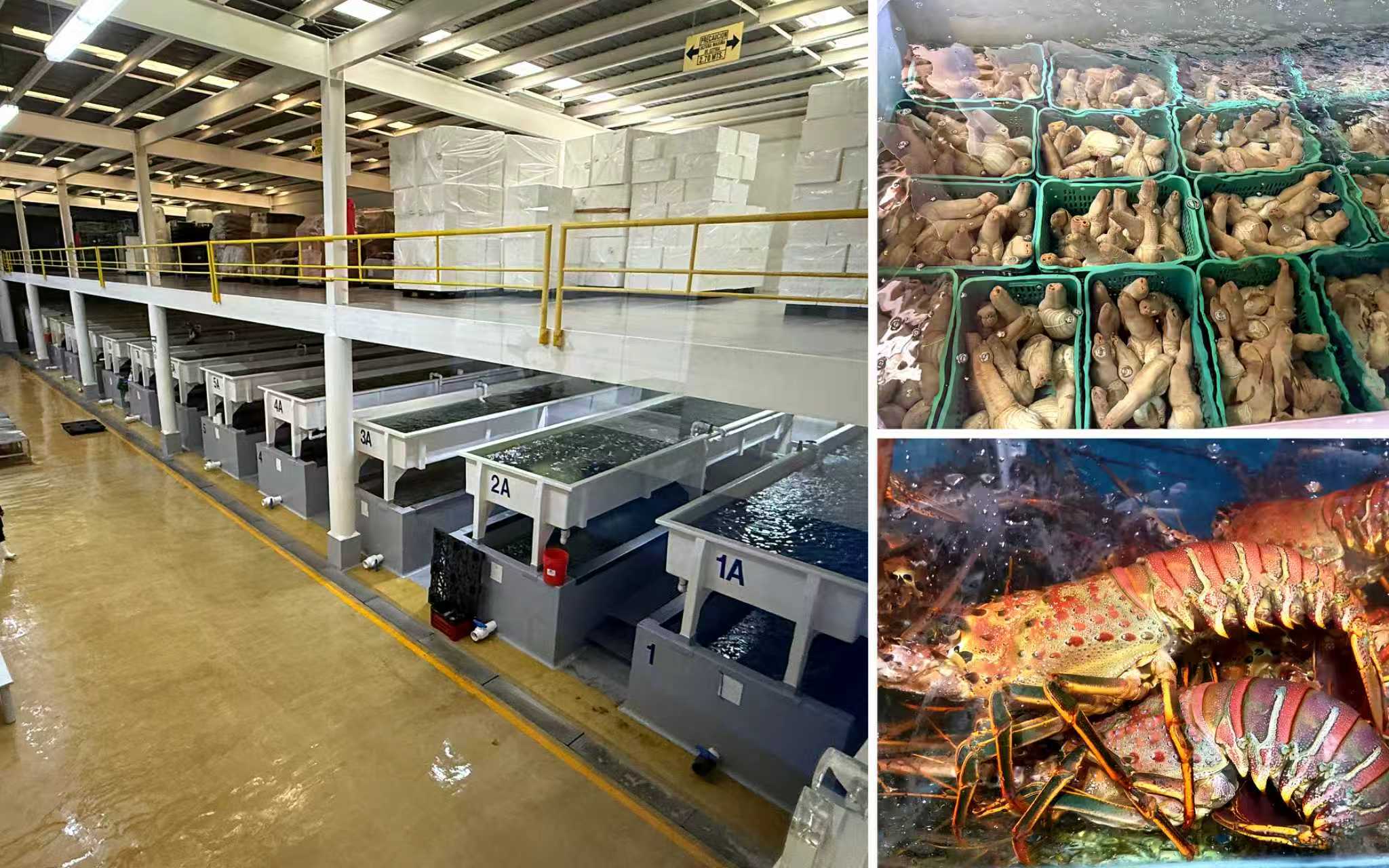 Live seafood holding facility with geoducks and lobsters